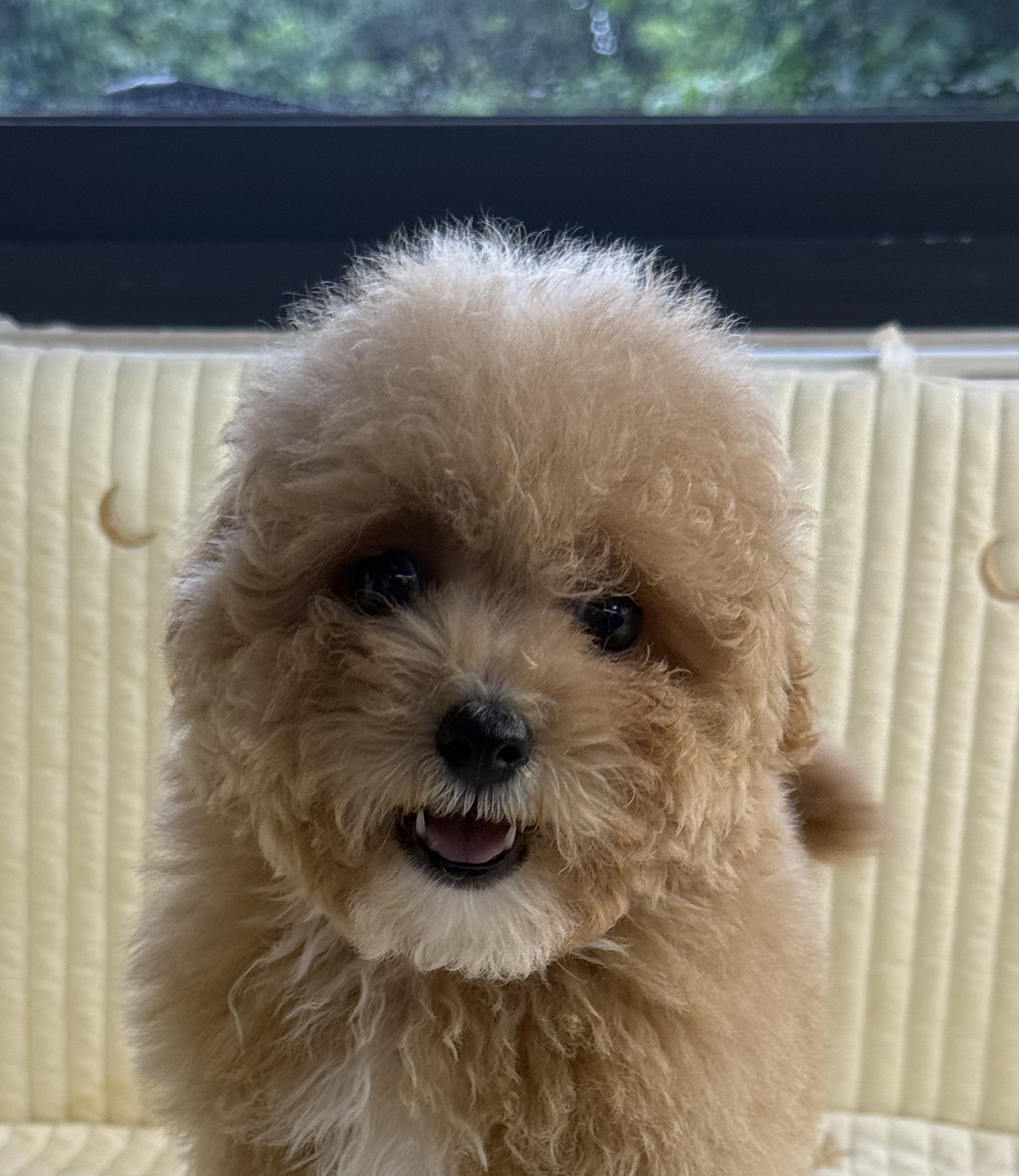 精品 泰迪熊 花色好 毛量厚